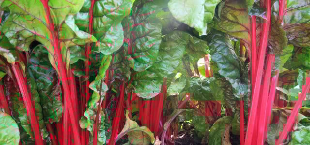 Mangold wächst wunderbar im Garten