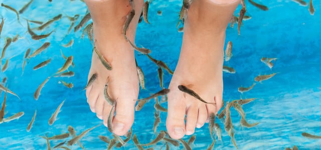 fisch-spa
