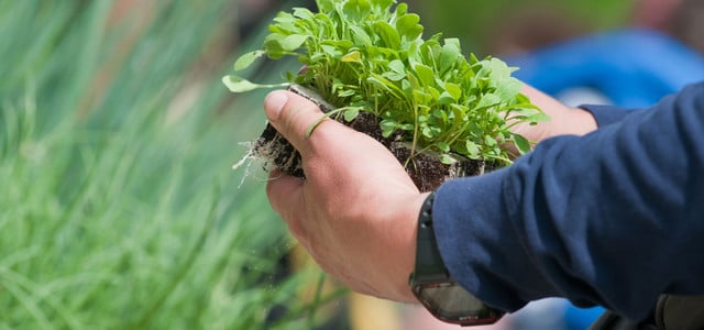 Gemüse säen oder pflanzen: Was ist besser?