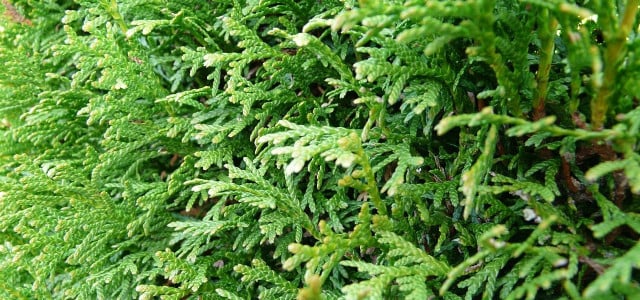 Thuja pflanzen