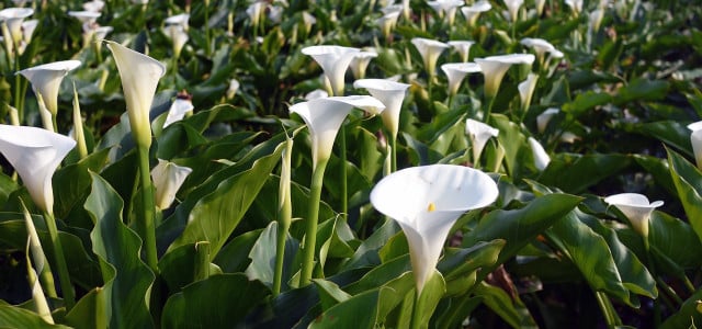 calla überwintern