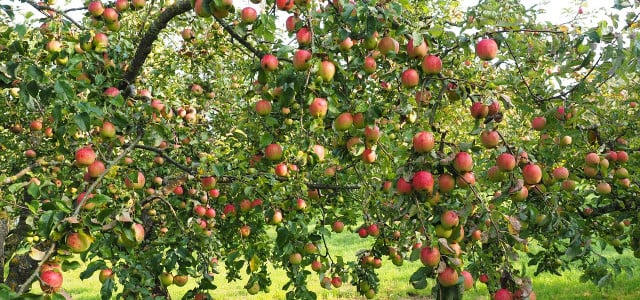 apfelbaum pflanzen