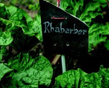 Rhabarber kochen: So bereitest du ihn richtig zu