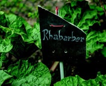 Rhabarber pflanzen: Das ist der richtige Standort und Zeitpunkt