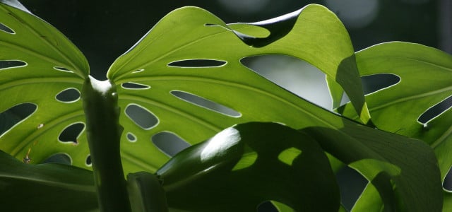 monstera pflege