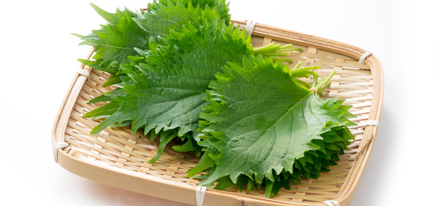 Shiso
